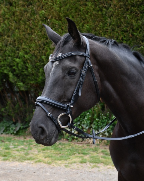 Rhinegold Italia Luxury Anatomical Flash Bridle